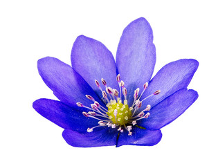 Isolated purple liverleaf flower blossom