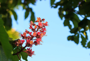 Red horse-chestnut, Aesculus carnea, hybrid Aesculus hippocastanum