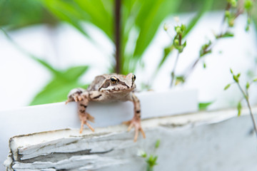 Beautiful little brown frog sits in the grass and on the wood in a bright summer garden.