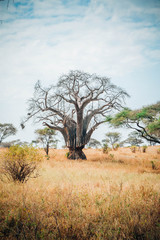 Obraz premium baobab