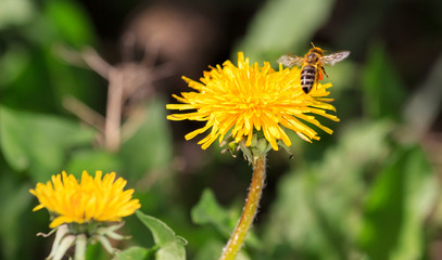 Honey bee on beautiful flowers