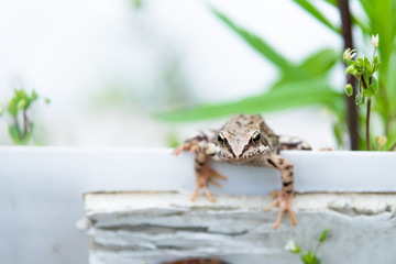Beautiful little brown frog sits in the grass and on the wood in a bright summer garden.