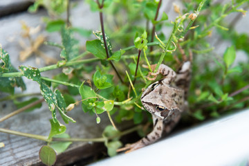 Beautiful little brown frog sits in the grass and on the wood in a bright summer garden.