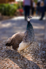 peacock with feathers at the island of dubrovnik