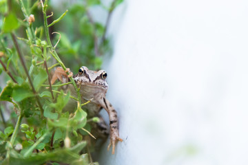 Beautiful little brown frog sits in the grass and on the wood in a bright summer garden.