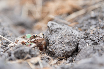 Beautiful little brown frog sits in the grass and on the wood in a bright summer garden.