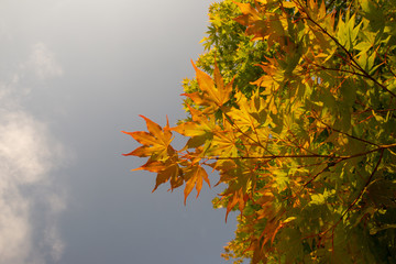 Red and orange leaves of Japanese purple maple