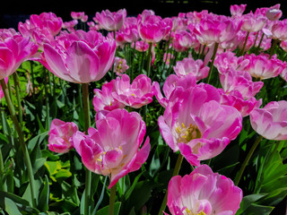 Pink tulip flowers blooming in the garden