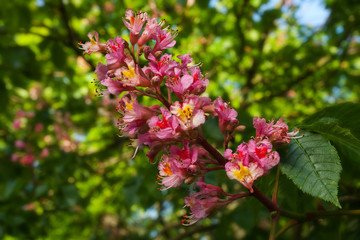 Fototapeta premium Branch of chestnut flowers