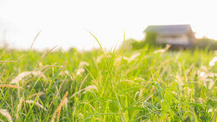 Abstract blurred low angle view of green grass field with a house in the background. Beautiful...