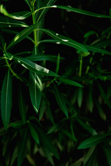 Background of fresh green leaves.  Green leaves pattern background, Natural background and wallpaper