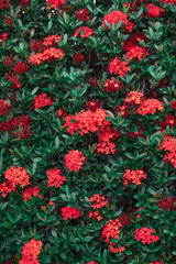 Closeup Red Ixora coccinea flowers (Rubiaceae family) in the garden with sunlight. Beautiful plant wall for background.