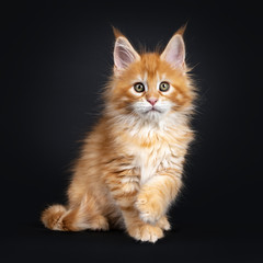 Fototapeta na wymiar Gorgeous red Maine Coon cat kitten, sitting up side ways with one paw playful in air. Looking at camera with greenish eyes. isolated on black background.