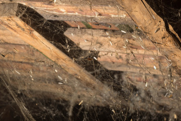 Web in the attic of the house, a unique moment, a spider