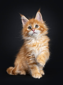 Gorgeous red Maine Coon cat kitten, sitting up side ways with one paw playful in air. Looking beside camera with greenish eyes. isolated on black background.