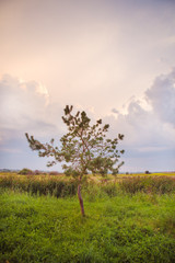tree in a green field and big white clouds, summer sunset
