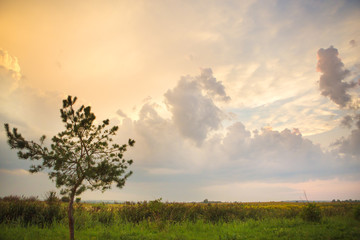 Plakat tree in a green field and big white clouds, summer sunset