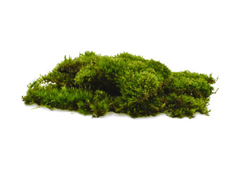 Green moss on white background