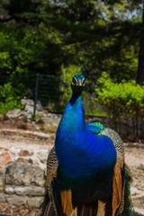 Fototapeta premium peacock with feathers out