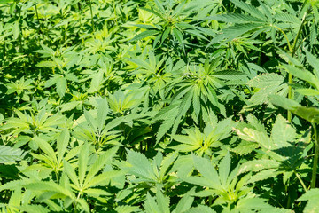 Close up of lush marijuana crop.