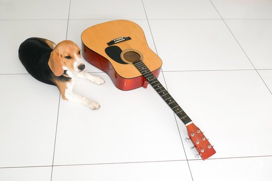 Cute Beagle dog with guitar on white tiled floor, animal and music concept