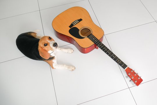 Cute Beagle dog with guitar on white tiled floor, animal and music concept