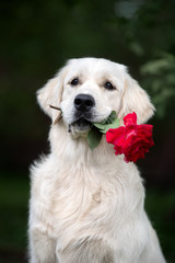 golden retriever dog holding red rose in mouth