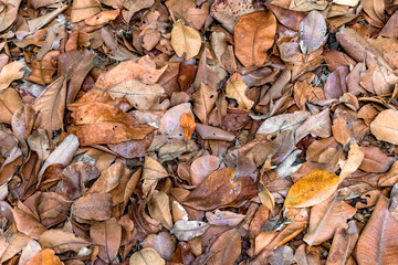 Beautiful, wallpaper type background photo of decomposing leaves in Autumn season. The leaves so piled up in heap are used as organic compost in backyard garden. - Image.