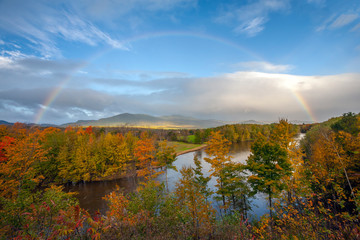 Autumn leaves in forest