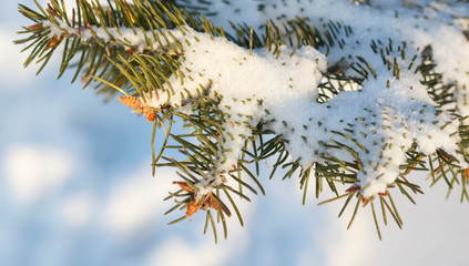 Snow covered branch on blue background
