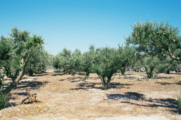Fototapeta na wymiar Olive tree garden in Croatia. Mediterranean agriculture.