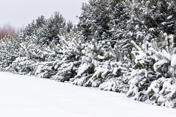 Christmas background with snowy fir trees