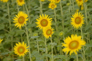 Fototapeta premium ひまわり