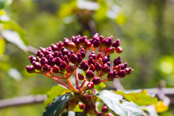 flower in the garden