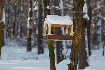 Titmouse near the feeder in a winter park
