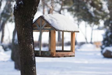 Titmouse near the feeder in a winter park