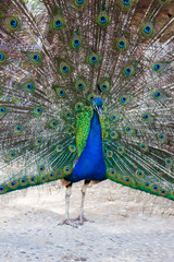 Obraz premium peacock with feathers out