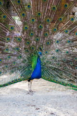 Obraz premium peacock with feathers out