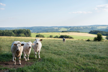cows in landscape between La Roche and Houffalize in the belgian Ardennes