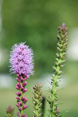 Obraz premium Flowers in garden. Close up.