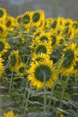 後ろから見たひまわり畑