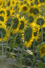 後ろから見たひまわり畑