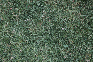 Texture of garden grass