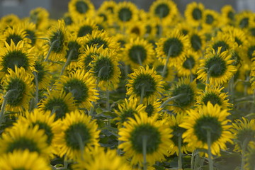 後ろから見たひまわり畑