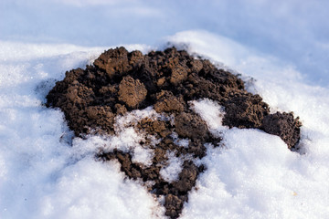 Clod of earth called molehill, caused by a mole, covered by snow in a field in winter