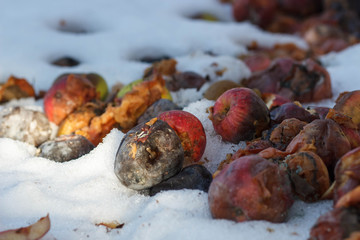 An old rotten apple hanging on a branch . winter