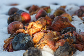 An old rotten apple hanging on a branch . winter