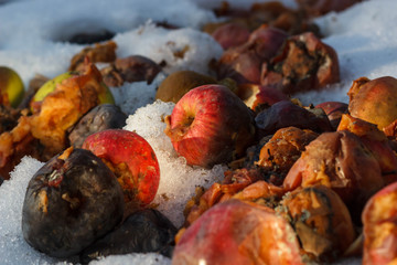 An old rotten apple hanging on a branch . winter