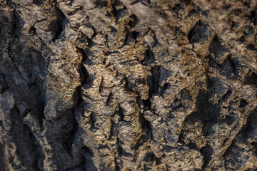Old Wood Tree Texture Background Pattern