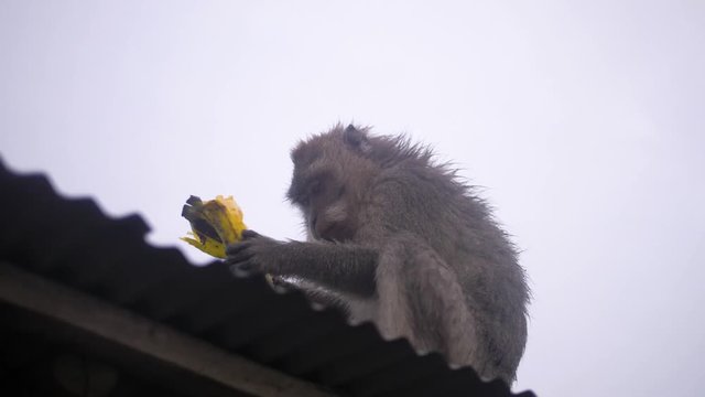 A macaque,  Macaca Fascicularis, also called a Balinese long-tailed monkey, sits on a tin roof eating a banana. Smoke of Batur Volcano in Bali fills the air.